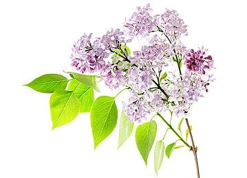 《谁闭了马克斯叔叔的麦?》开启预购 3月18日上线